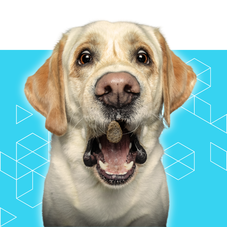 A yellow Labrador retriever with its mouth open, about to catch a treat in midair against a bright blue background with geometric white line patterns.